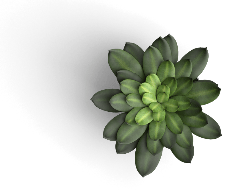 succulent